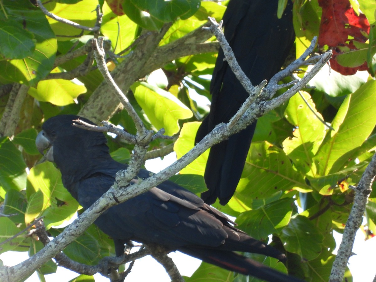 Red-tailed Black-Cockatoo - ML617963286