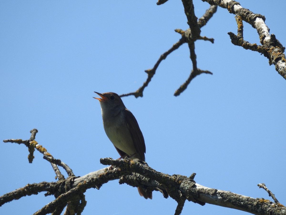 Common Nightingale - Mário Ruivo