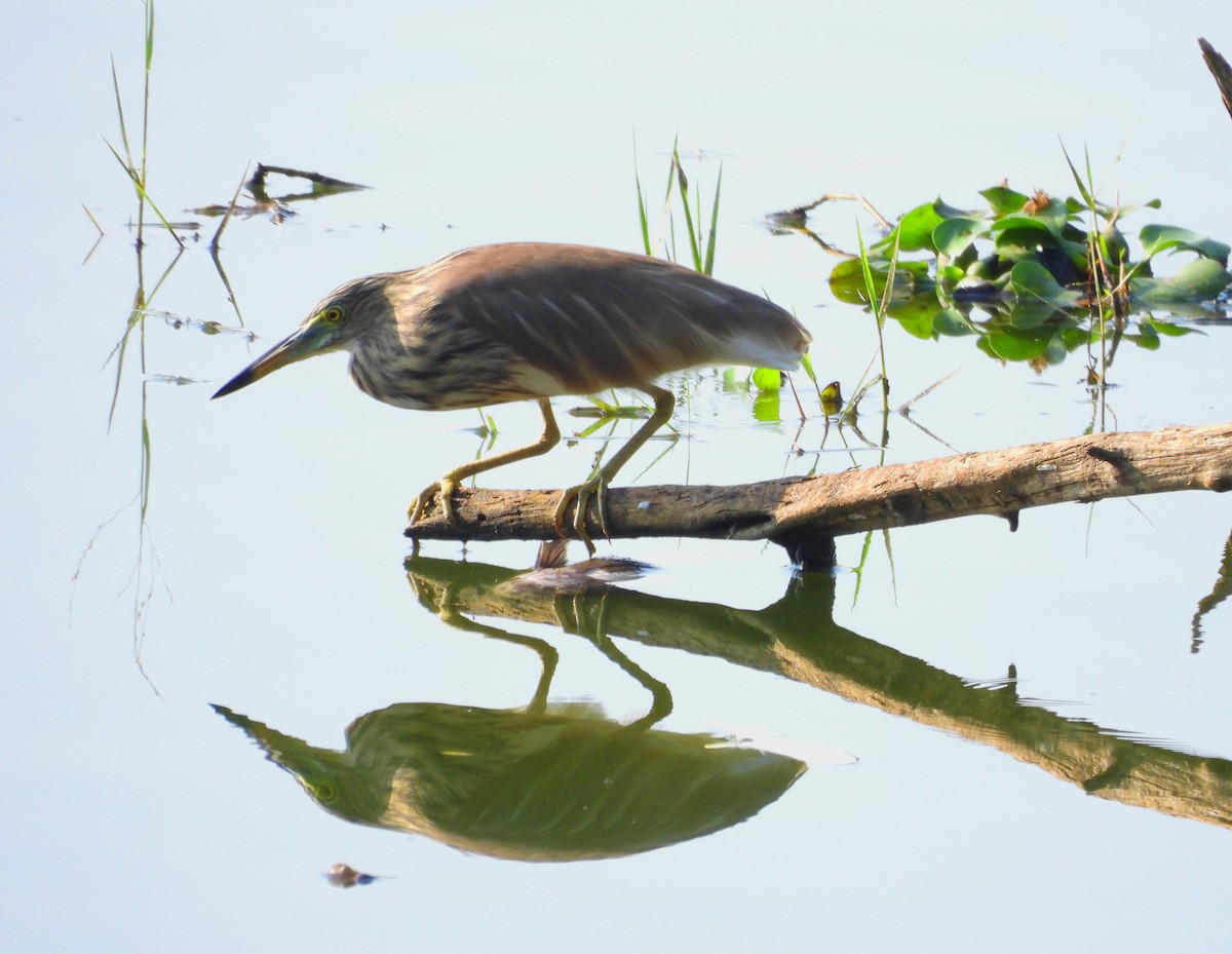 Indian Pond-Heron - Suchitra S