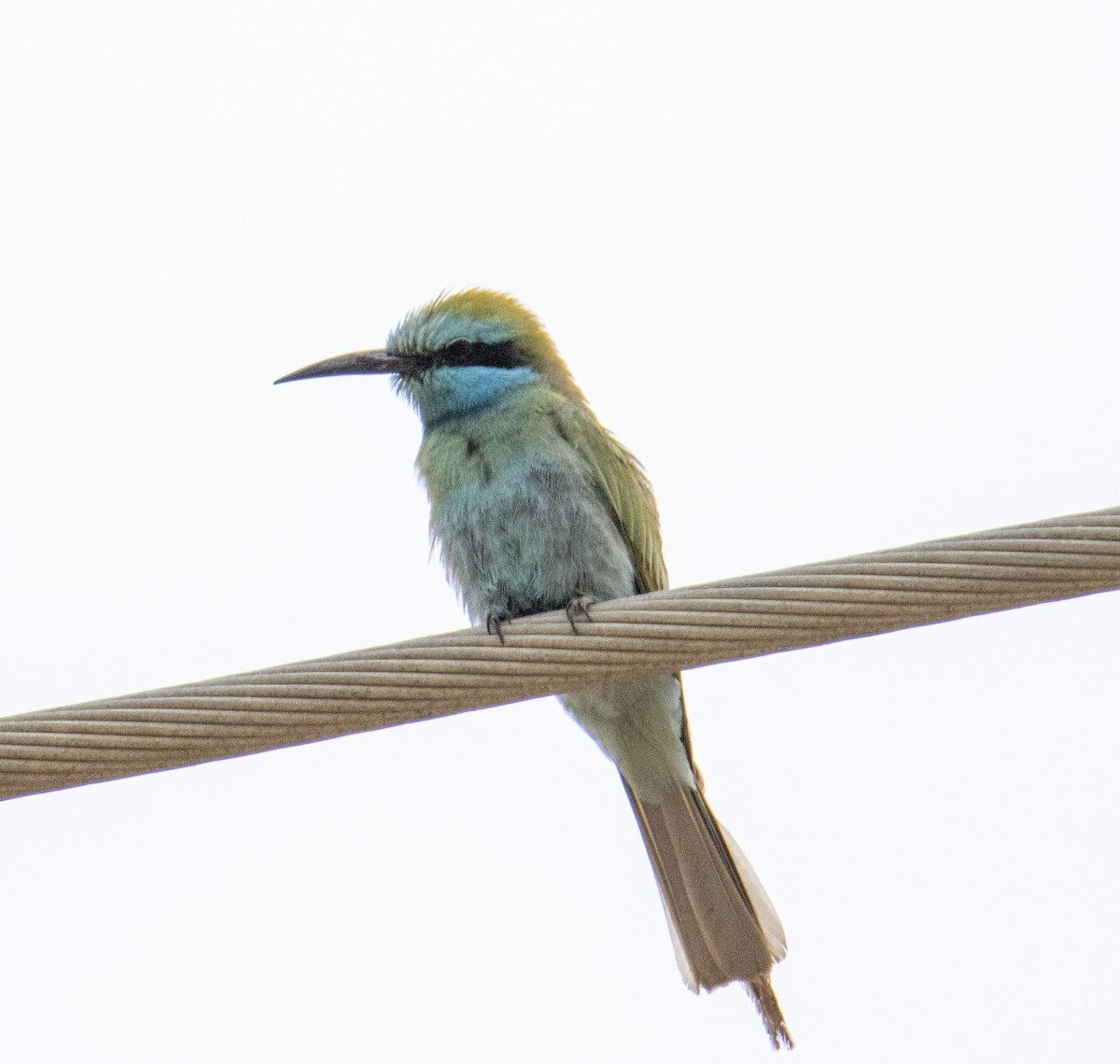 Arabian Green Bee-eater - ML617963297