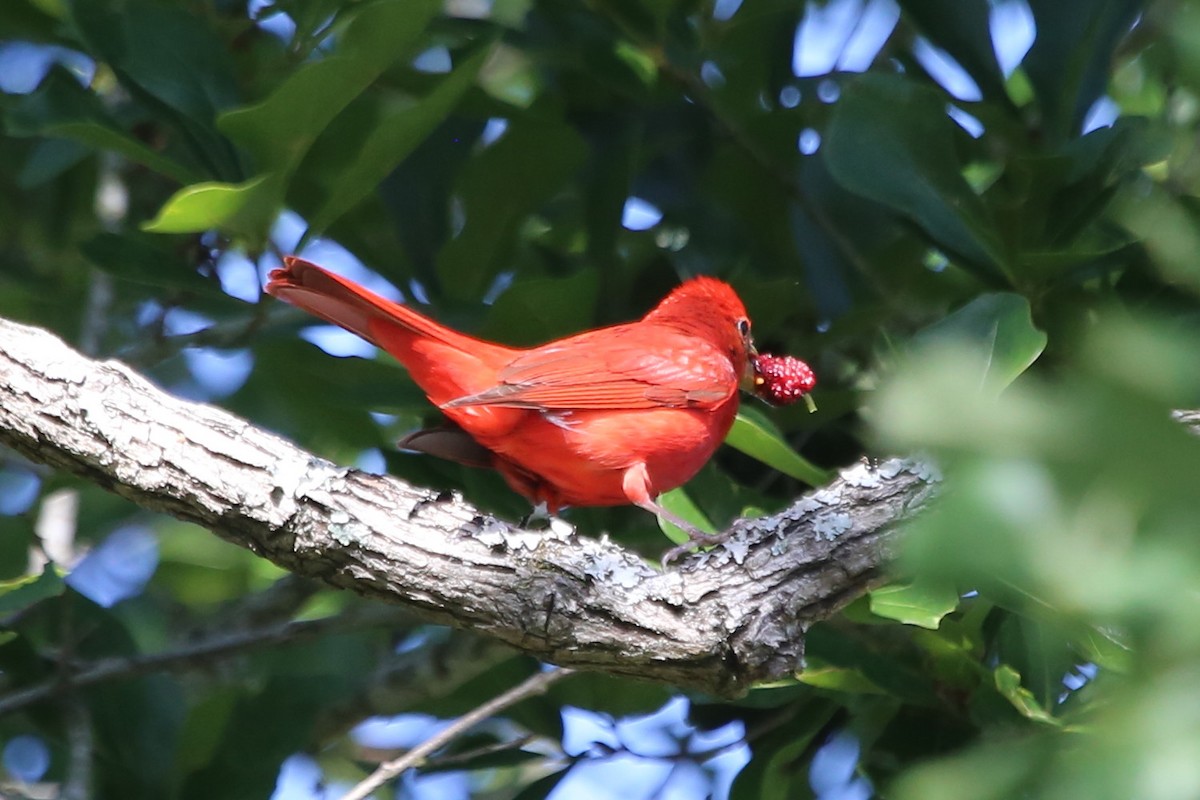 Summer Tanager - Greg Page