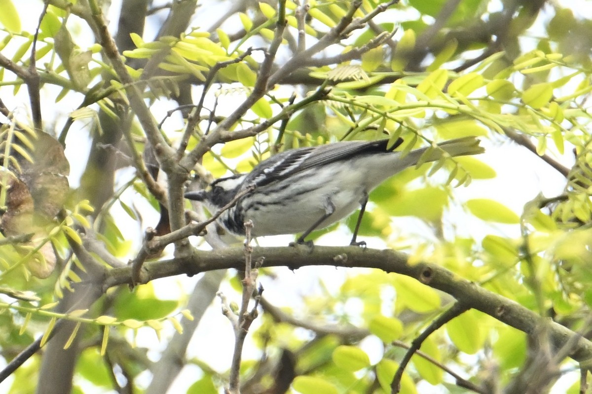 Black-throated Gray Warbler - ML617963309