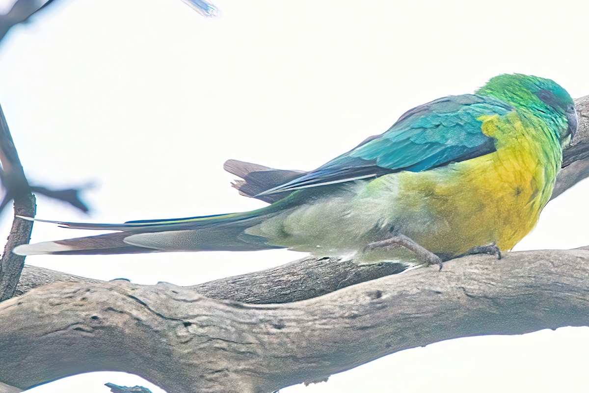 Red-rumped Parrot - ML617963319