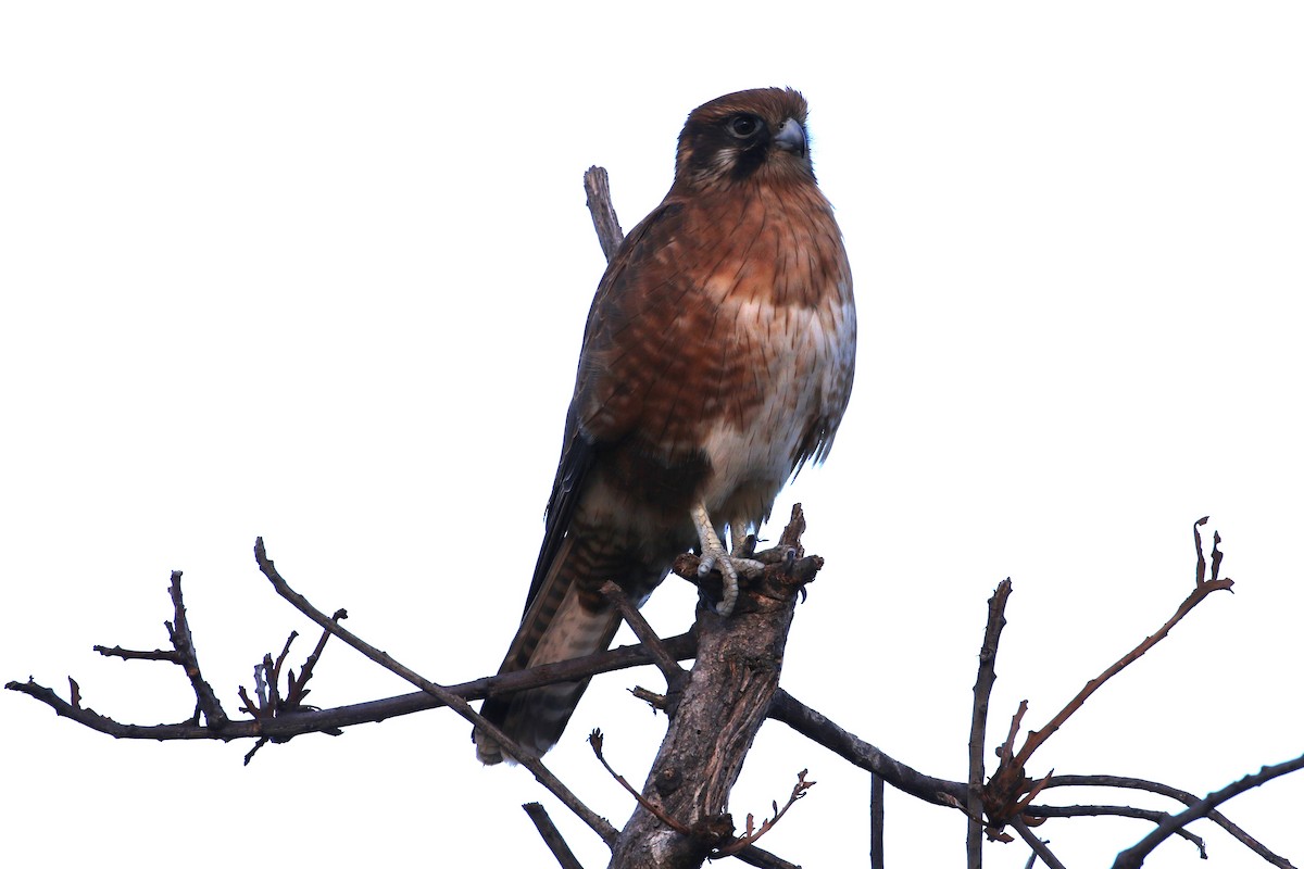 Brown Falcon - Alan Henry