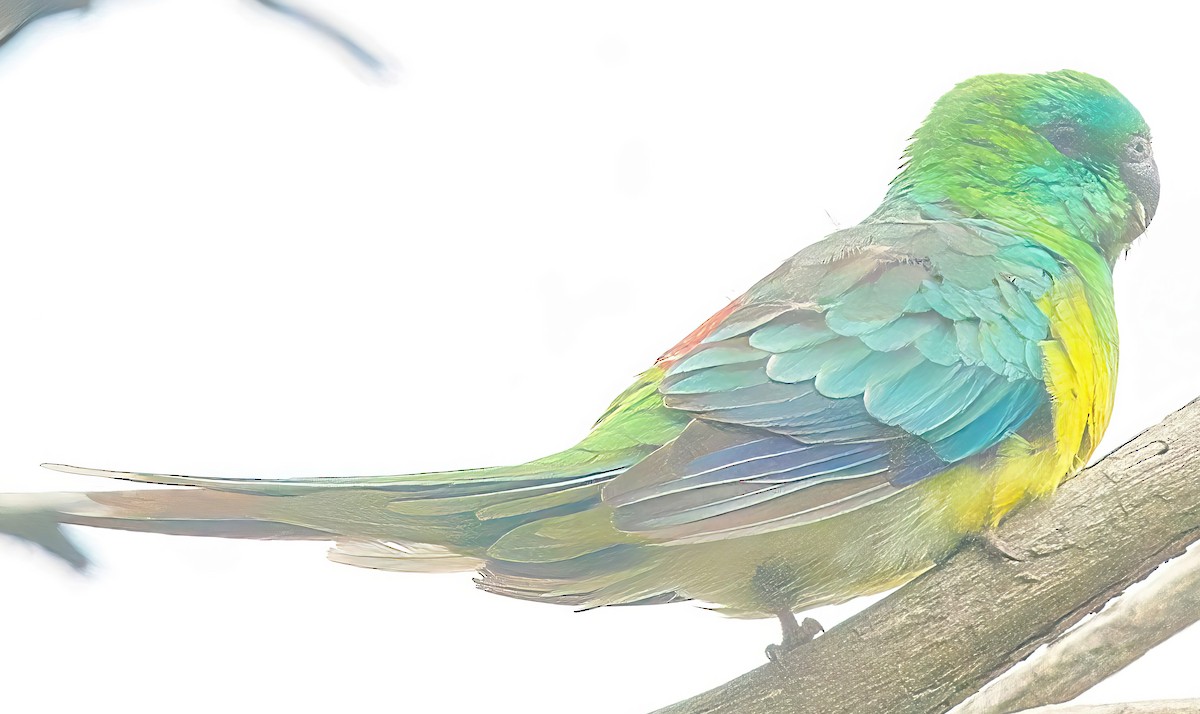 Red-rumped Parrot - ML617963365
