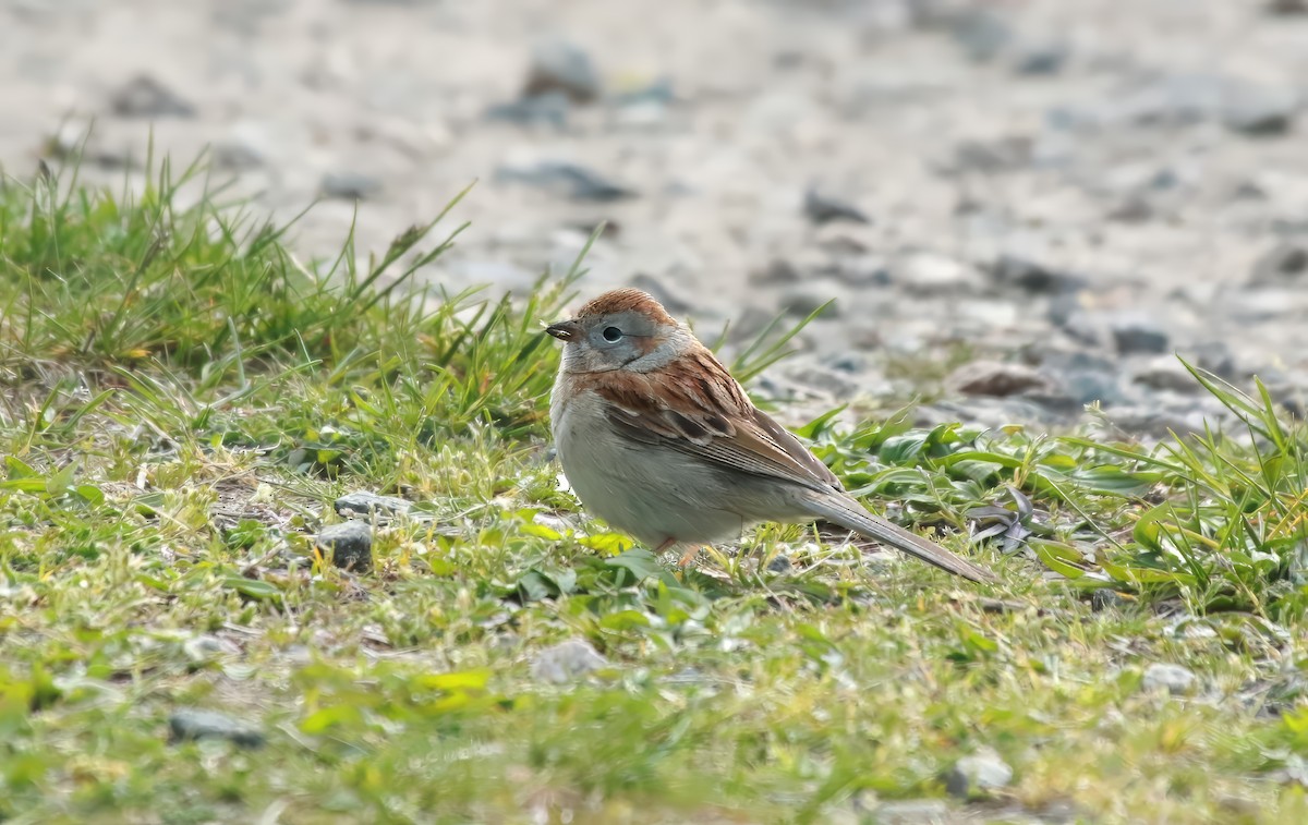 Field Sparrow - ML617963399