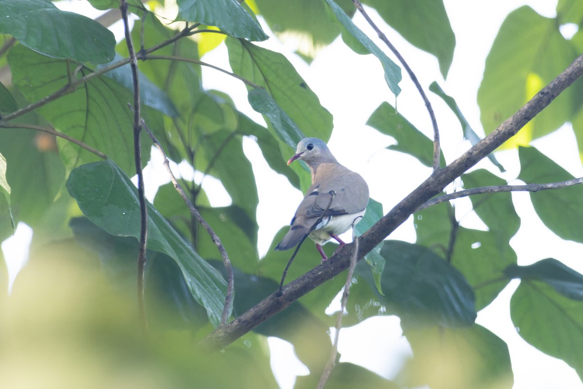 Blue-spotted Wood-Dove - ML617963400