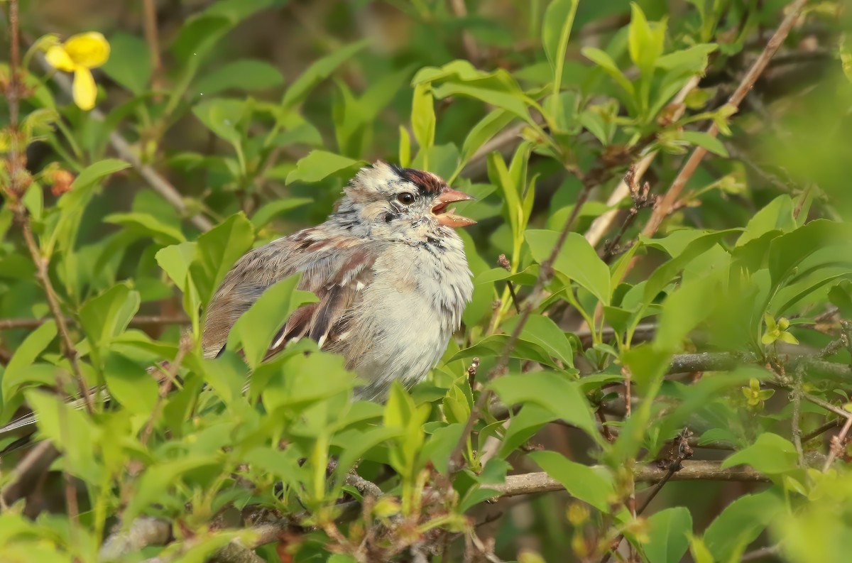 White-crowned Sparrow - ML617963402