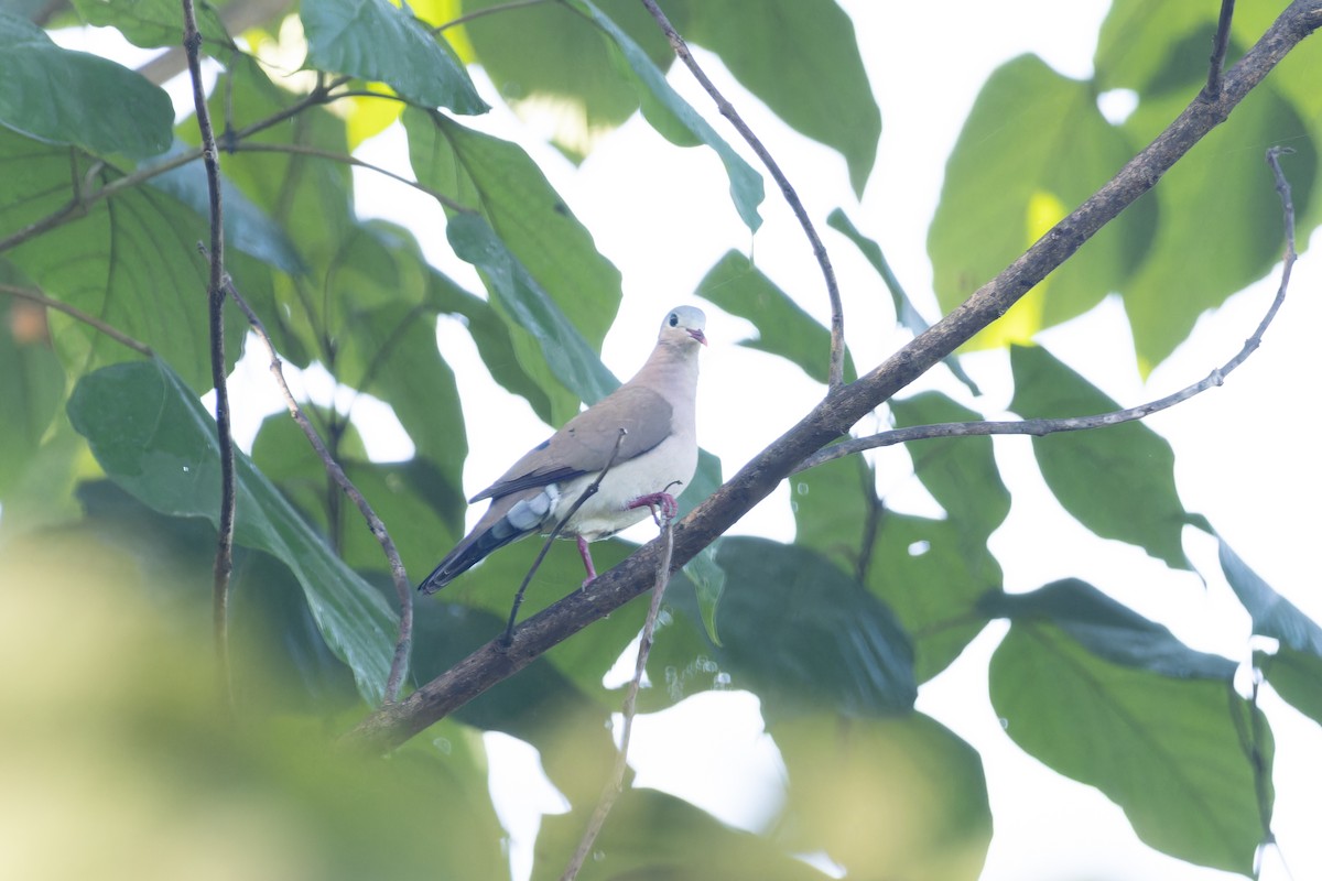 Blue-spotted Wood-Dove - ML617963405