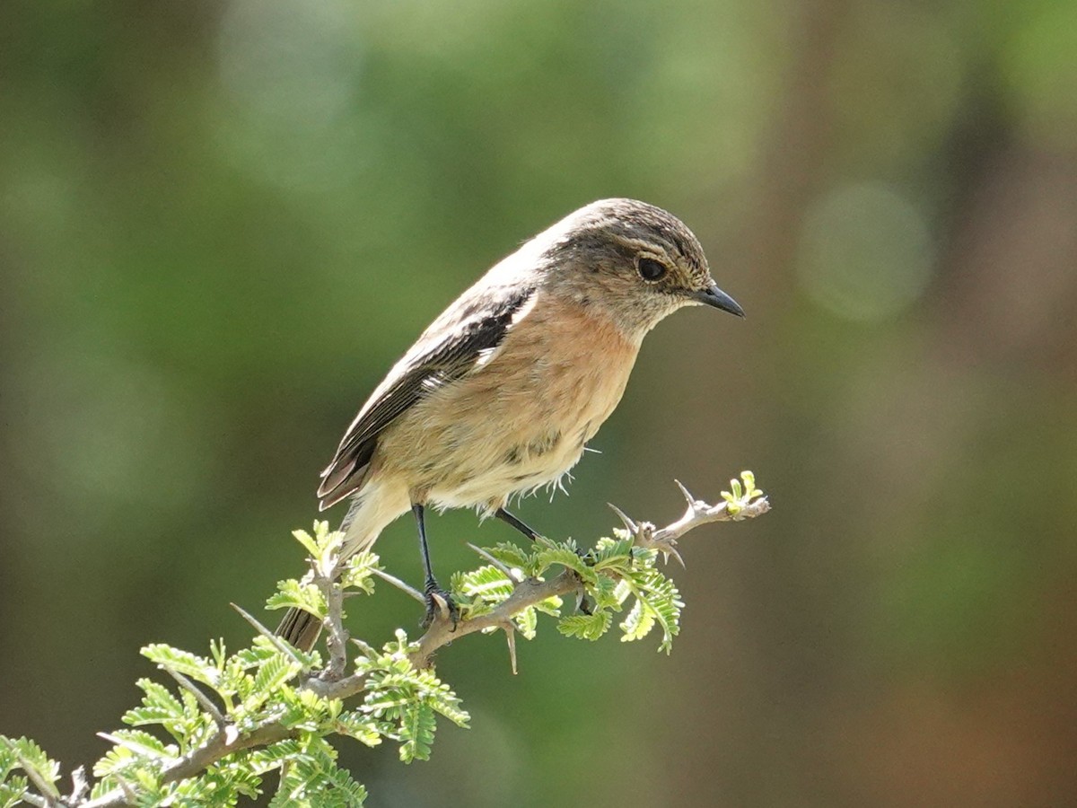 African Stonechat - ML617963406