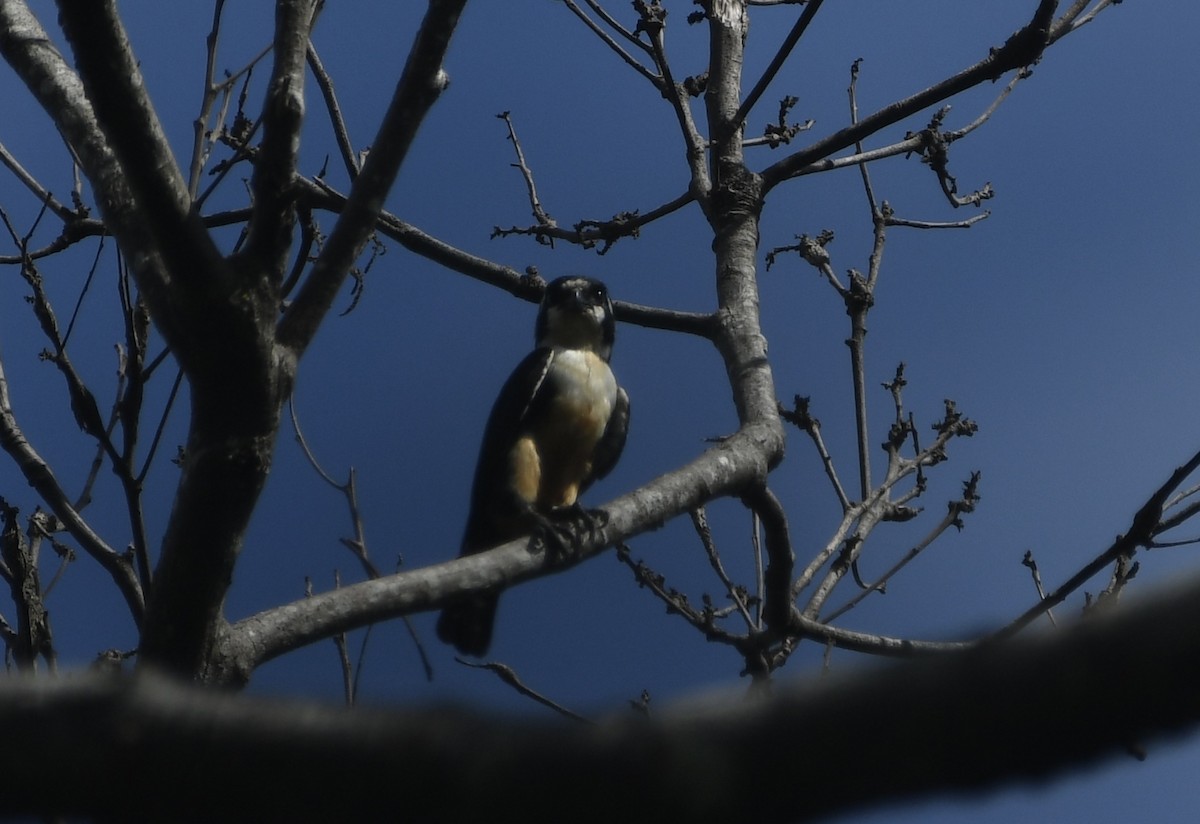 Black-thighed Falconet - Andrew Holmes