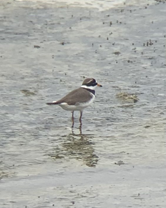 Common Ringed Plover - ML617963427