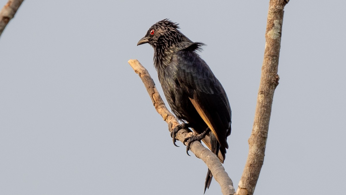 Brown-winged Starling - ML617963430