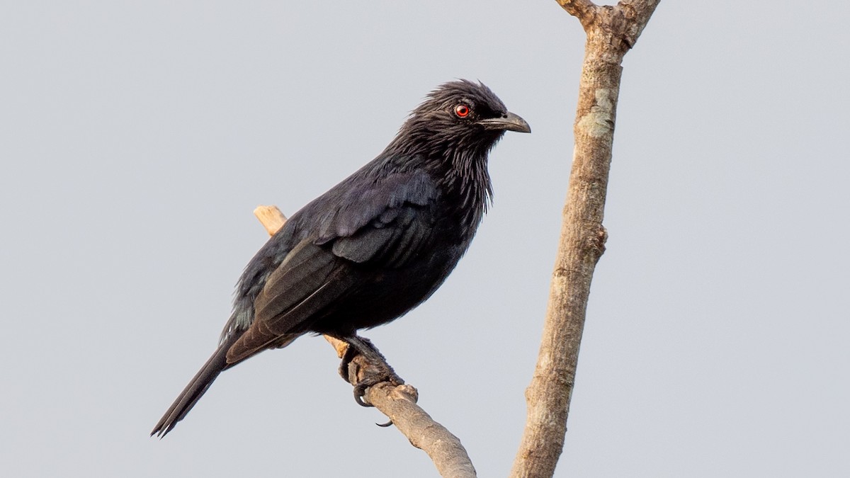 Brown-winged Starling - ML617963434