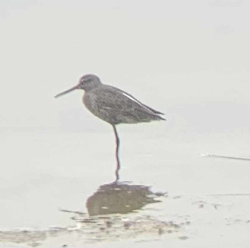 Spotted Redshank - ML617963438