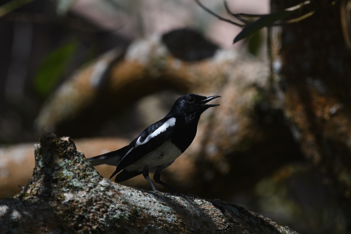 Oriental Magpie-Robin - Andrew Holmes