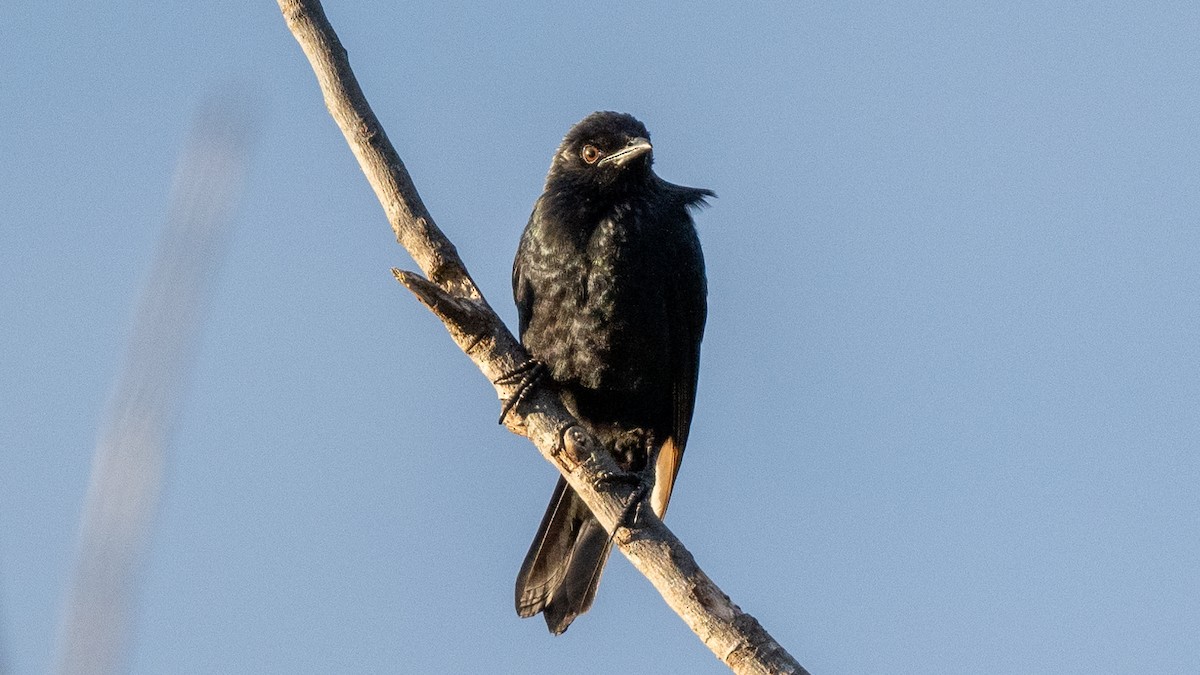 Brown-winged Starling - ML617963444