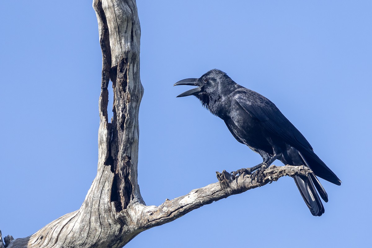 Large-billed Crow (Indian Jungle) - ML617963448
