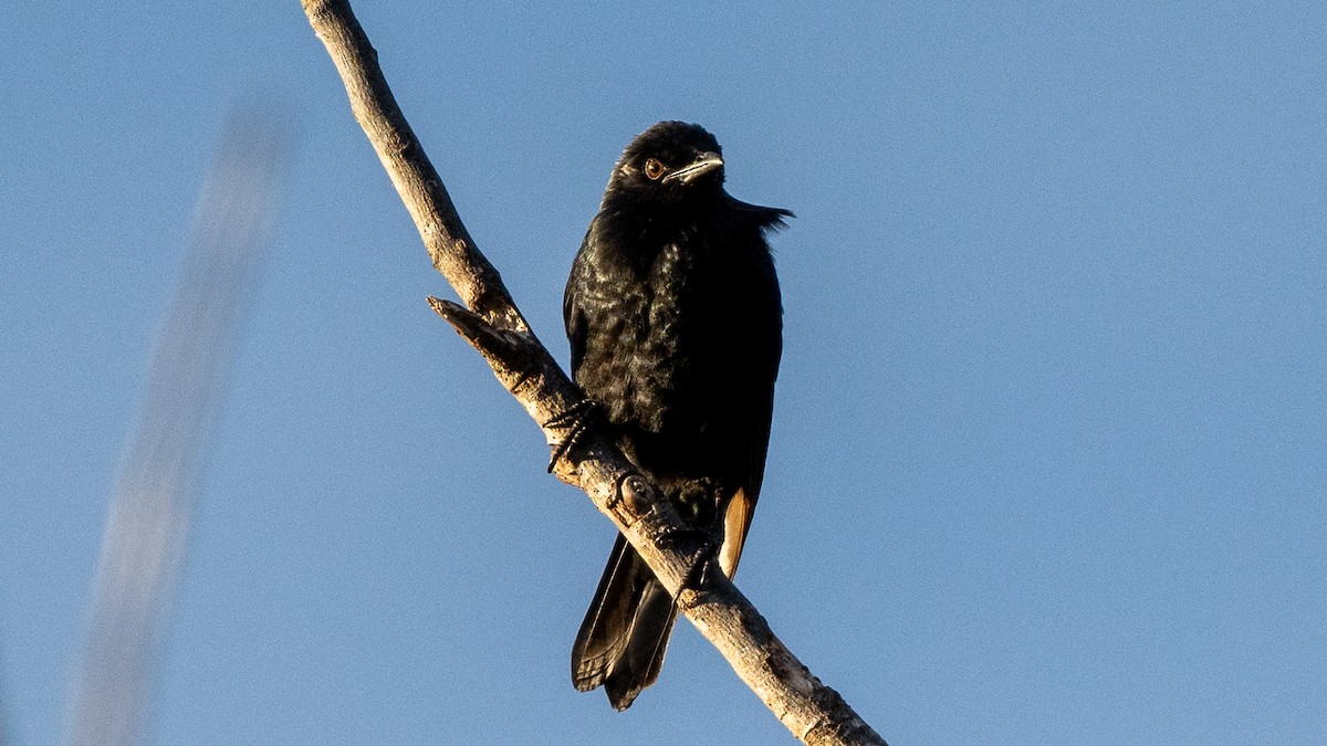 Brown-winged Starling - ML617963449