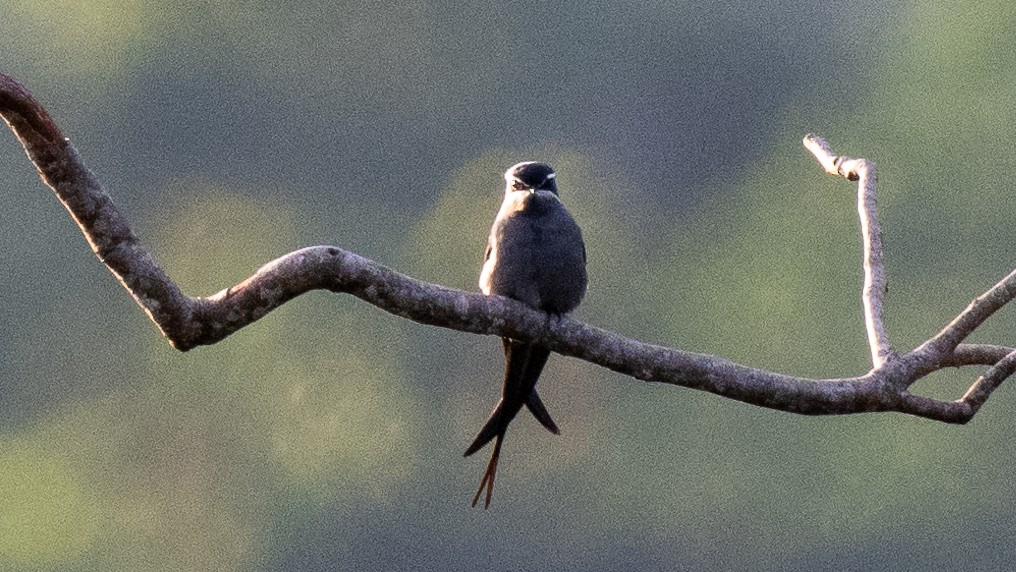 Moustached Treeswift - ML617963455