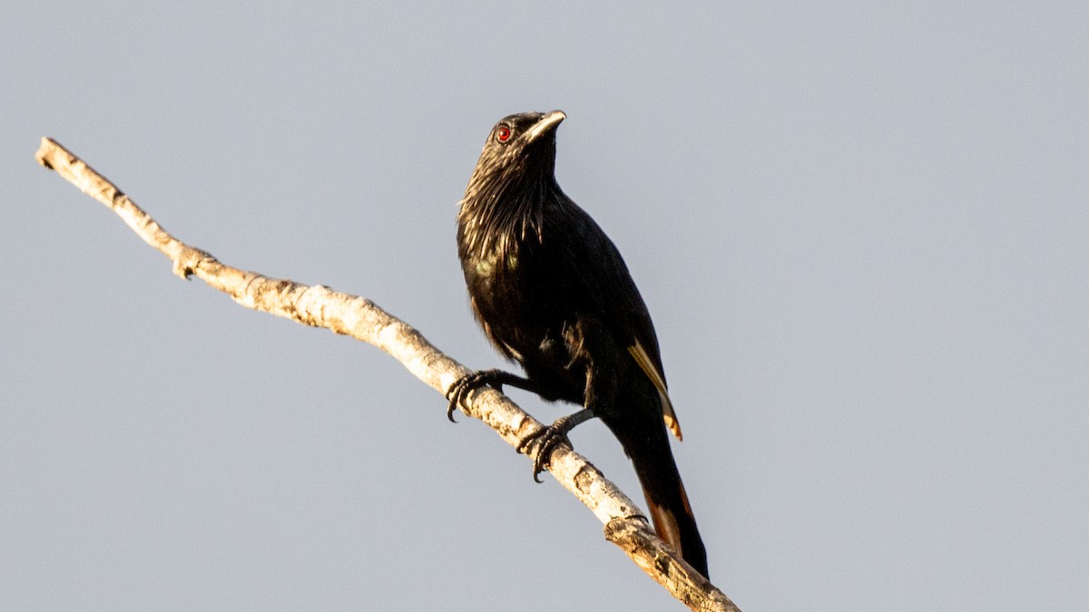Brown-winged Starling - ML617963474