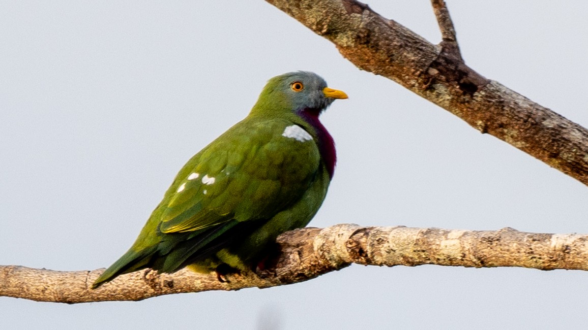 Claret-breasted Fruit-Dove - ML617963480