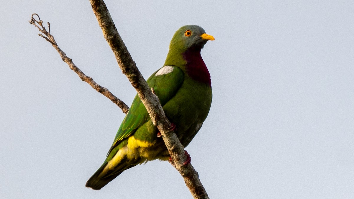 Claret-breasted Fruit-Dove - ML617963481