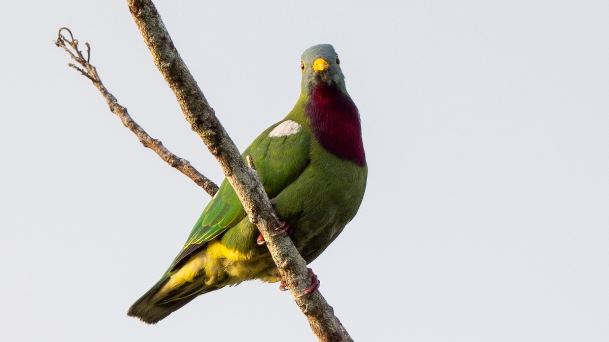 Claret-breasted Fruit-Dove - ML617963482
