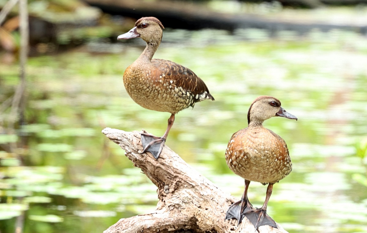 Spotted Whistling-Duck - ML617963490