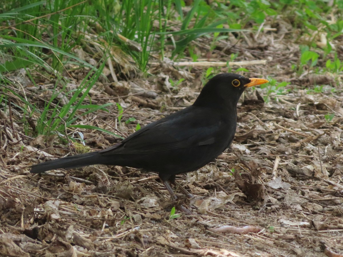 Eurasian Blackbird - ML617963533