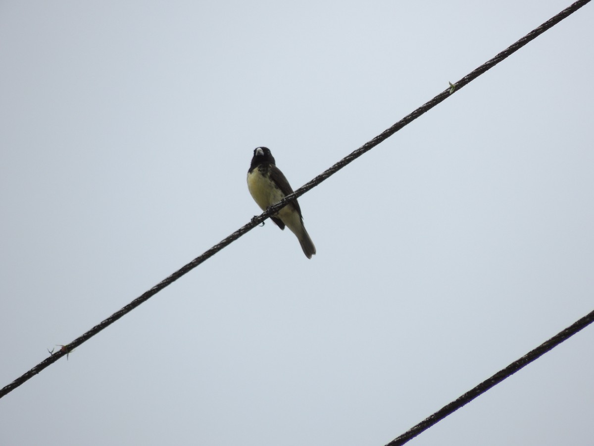 Yellow-bellied Seedeater - ML617963593