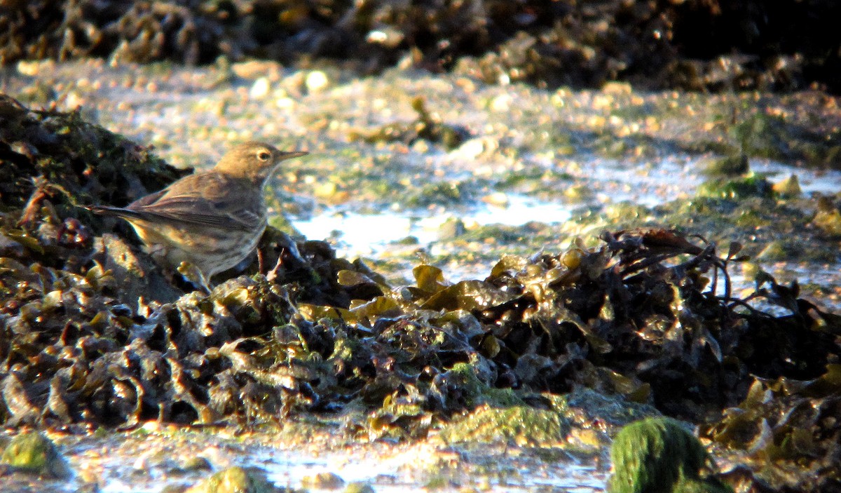 Rock Pipit - Peter Milinets-Raby