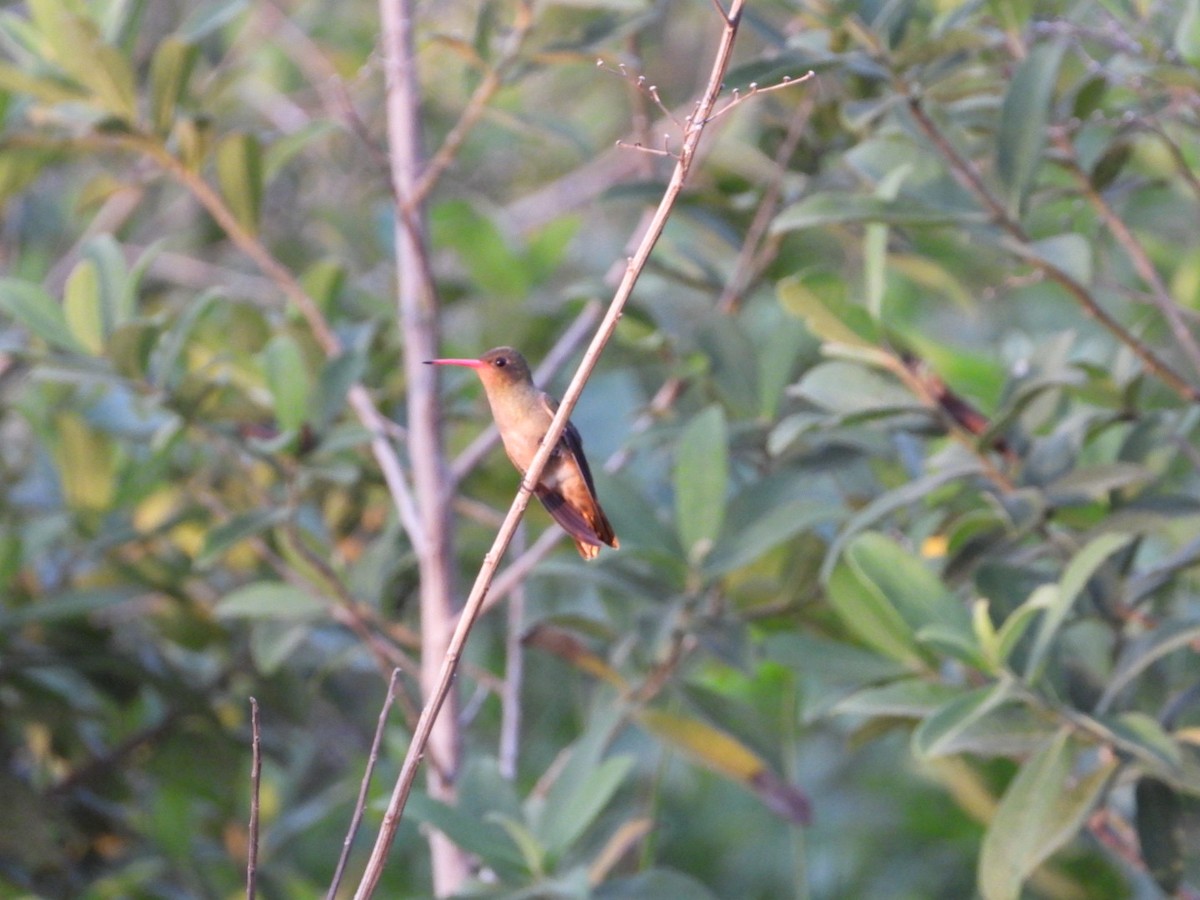 Gilded Hummingbird - ML617963676