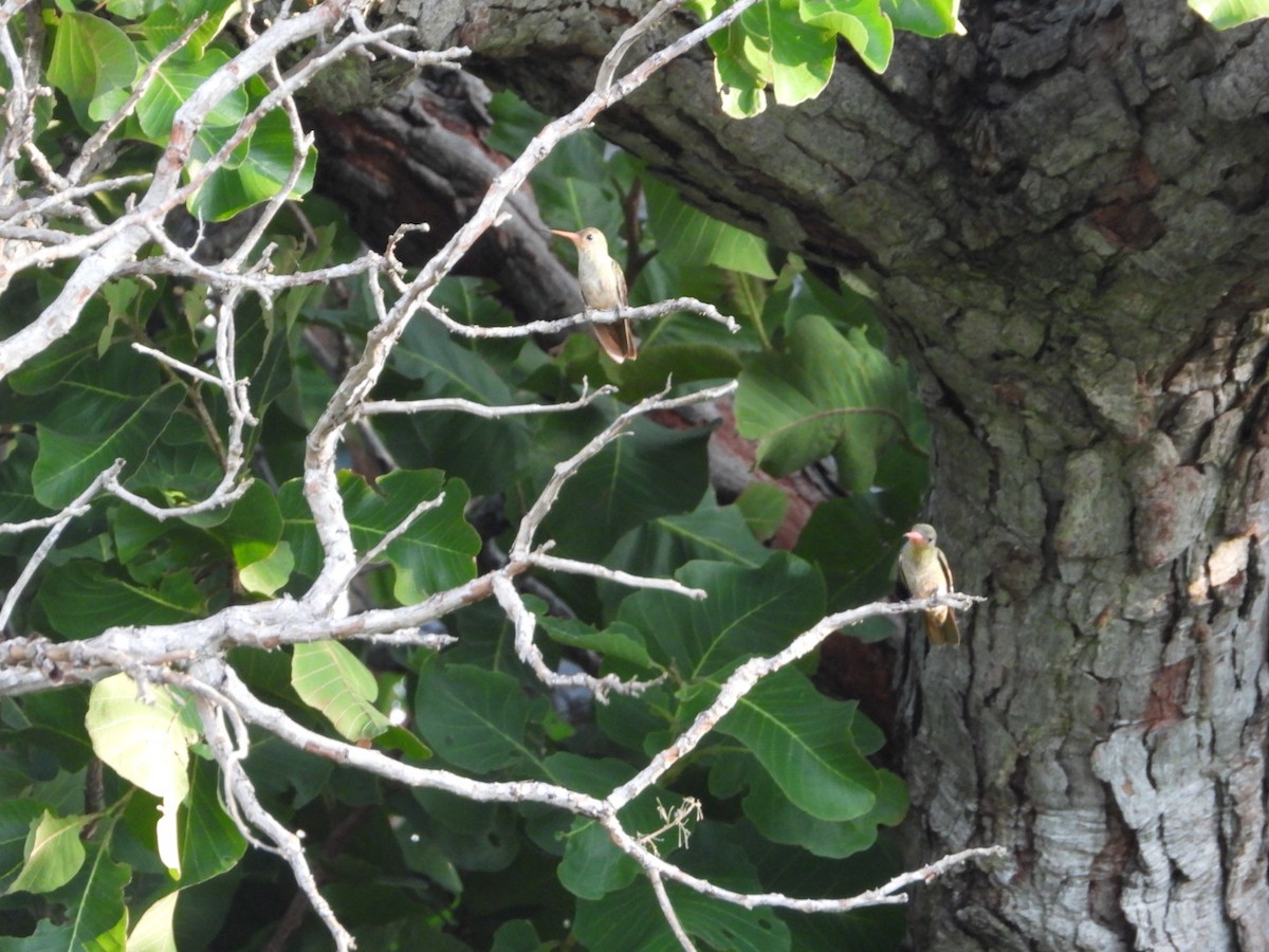 Gilded Hummingbird - ML617963691