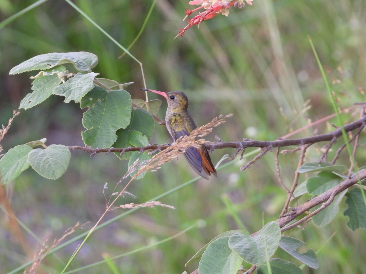 Gilded Hummingbird - ML617963692