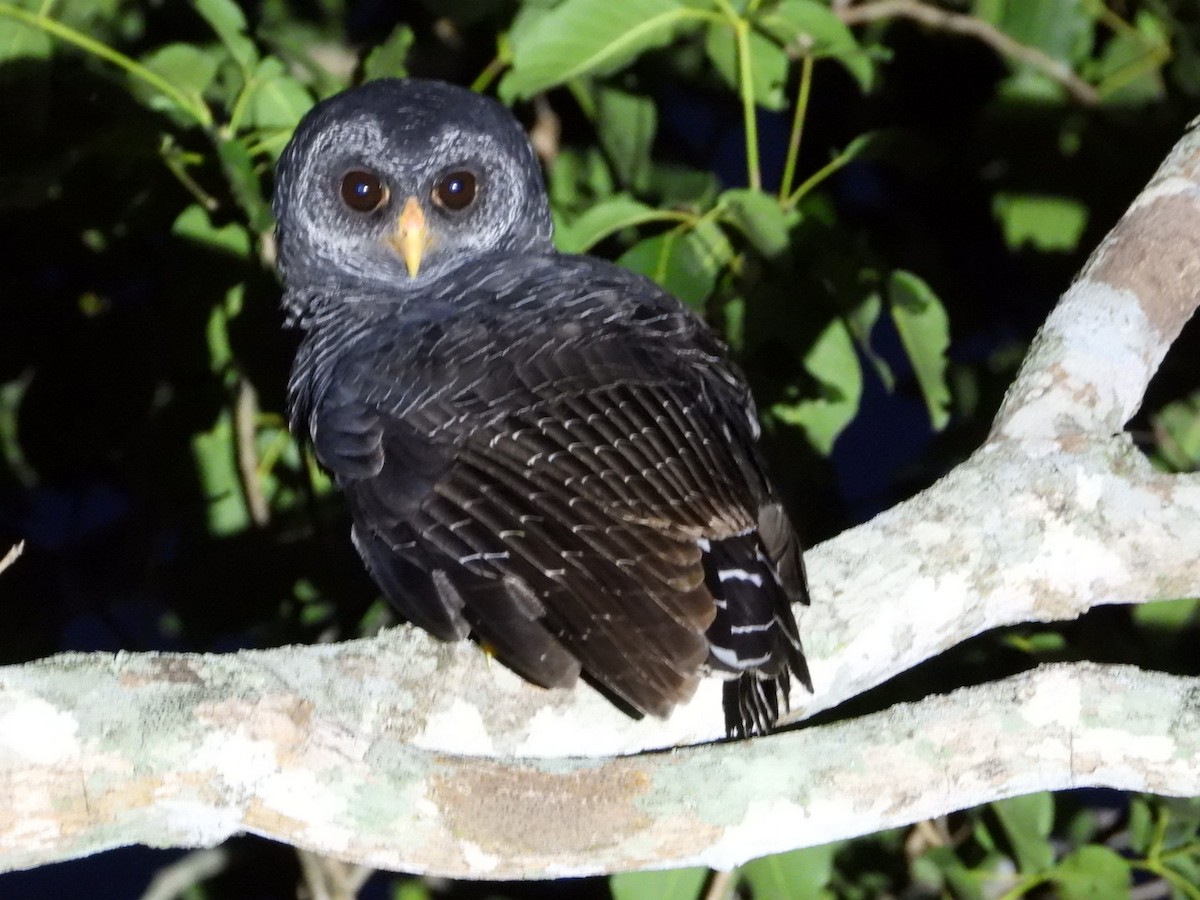 Black-banded Owl - ML617963694