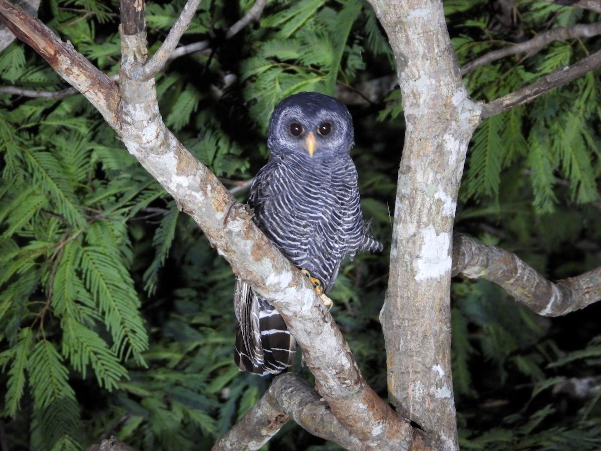 Black-banded Owl - AC Verbeek