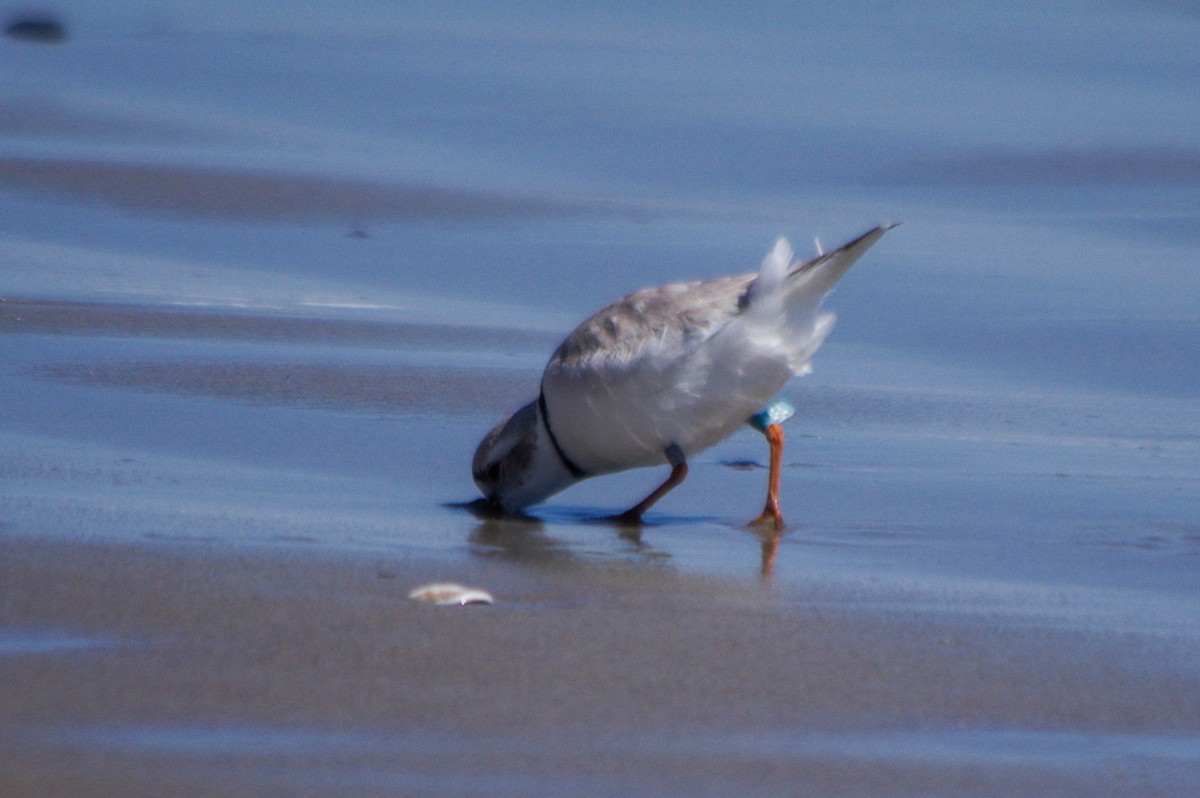 Piping Plover - ML617963729