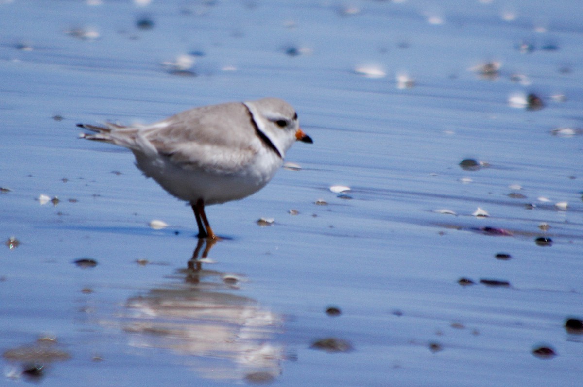 Piping Plover - ML617963730