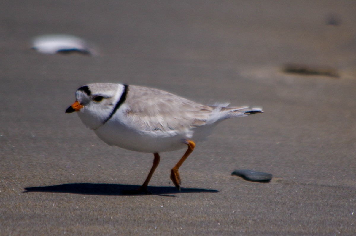 Piping Plover - ML617963731
