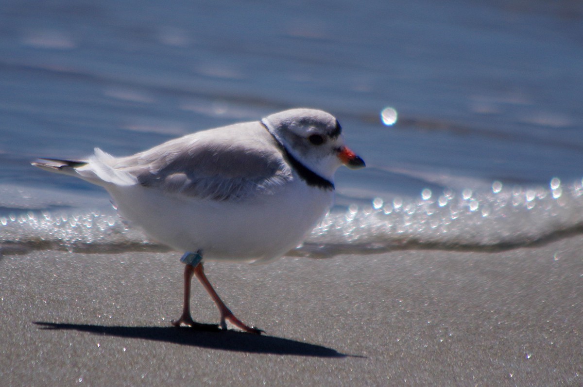 Piping Plover - ML617963732