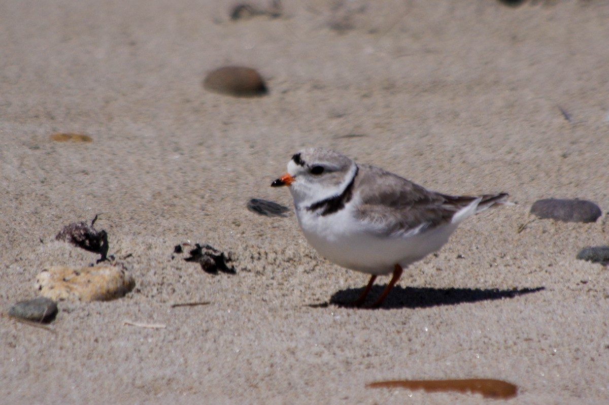 Piping Plover - ML617963733