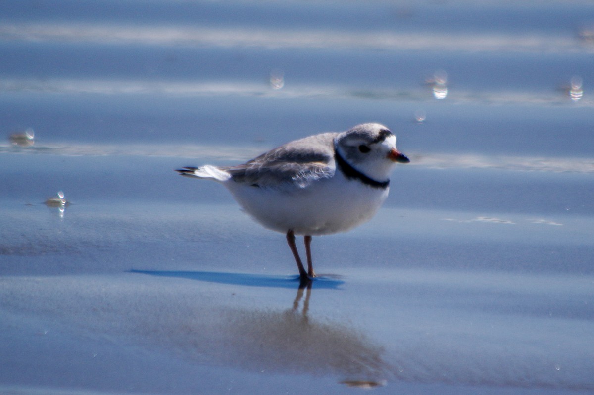 Piping Plover - ML617963734