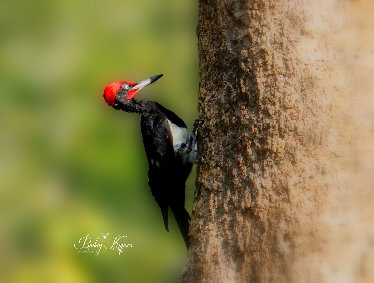 White-bellied Woodpecker - pankaj kapoor