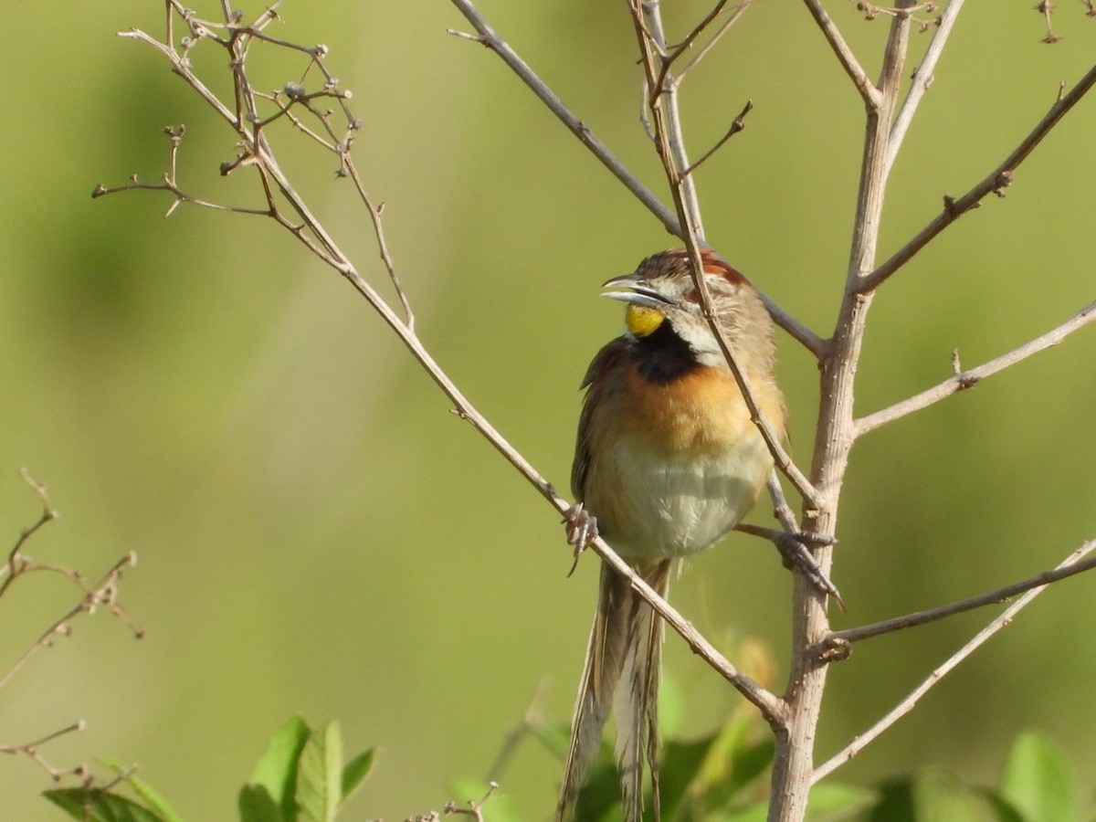 Chotoy Spinetail - ML617963750