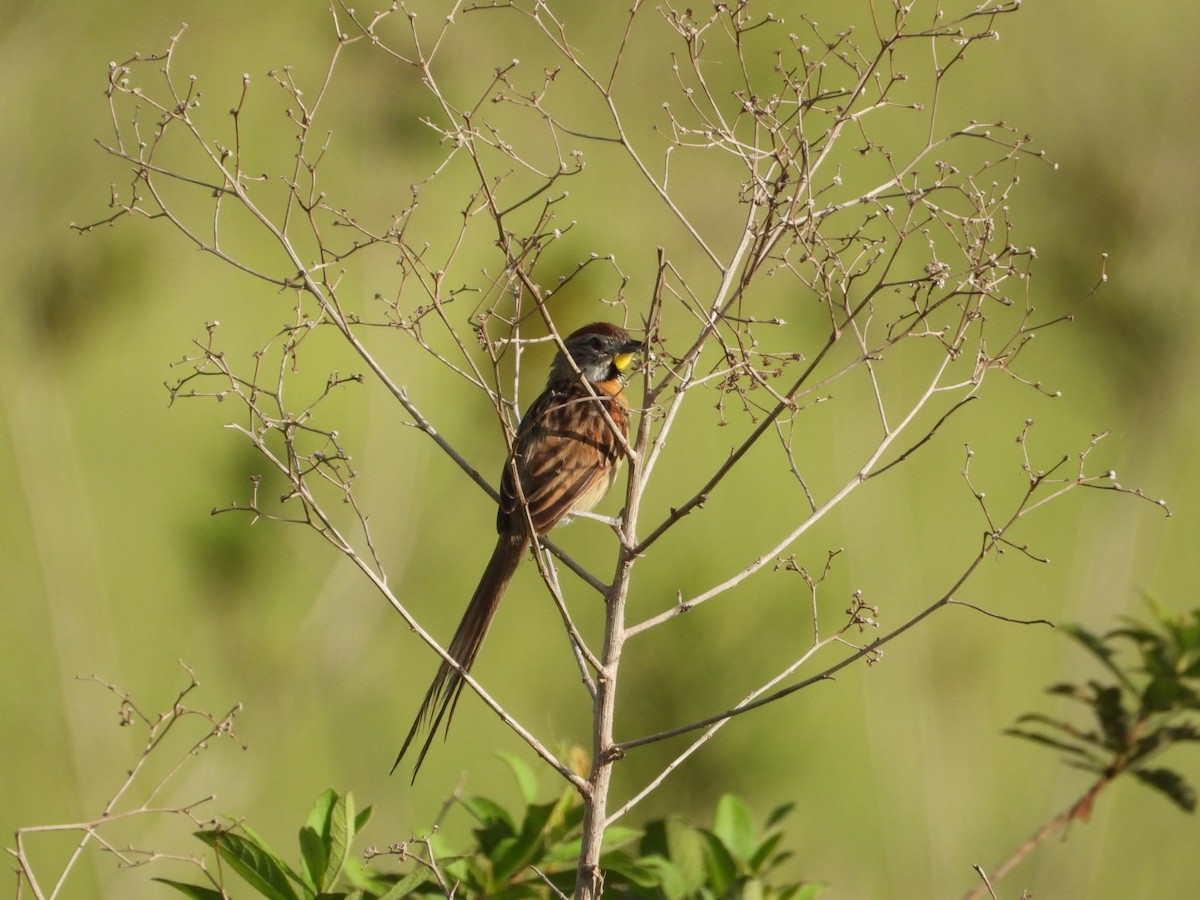 Chotoy Spinetail - ML617963751