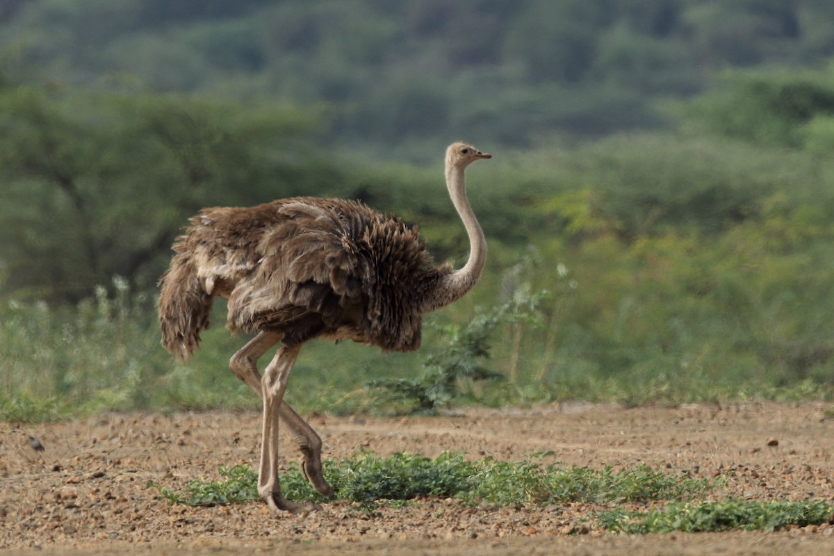 Common Ostrich - Andrey Mikhaylov