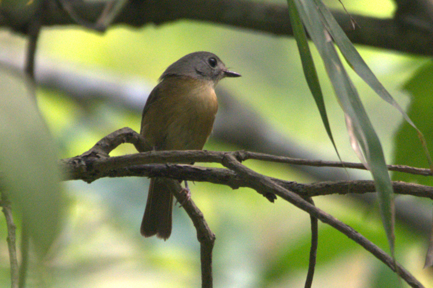 Pale-chinned Flycatcher - ML617963766