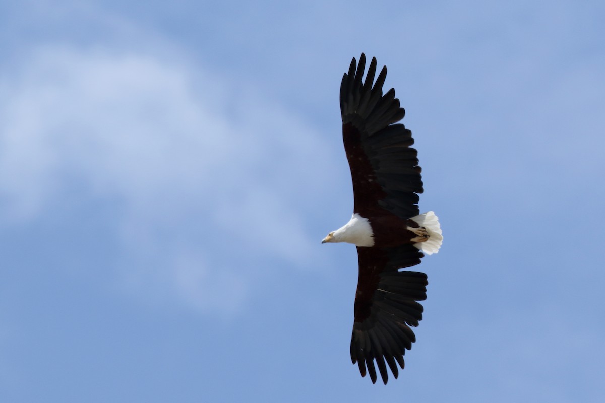 African Fish-Eagle - ML617963775