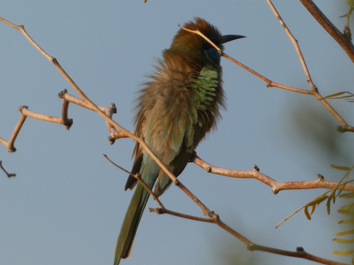 Arabian Green Bee-eater - ML617963819